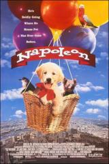 Napoleón, el perrito aventurero 