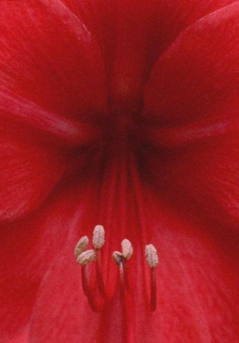 Image gallery for A Floral Tribute for Essex Road (S) FilmAffinity