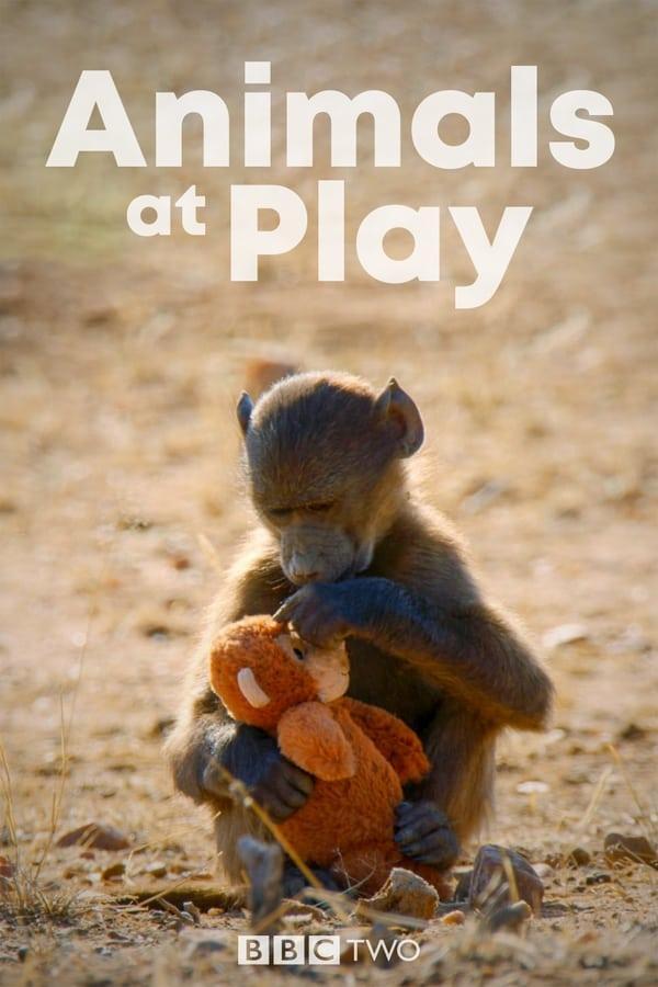 Animals at Play (2019) - Filmaffinity