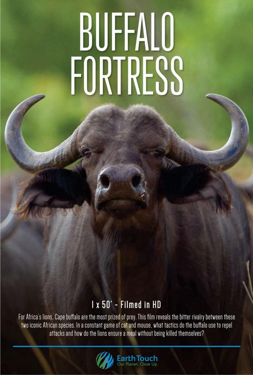 Blood Rivals Lion vs Buffalo: Buffalo Fortress (2014) - Filmaffinity