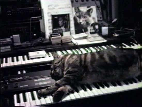 Chat Ecoutant La Musique S 1990 Filmaffinity