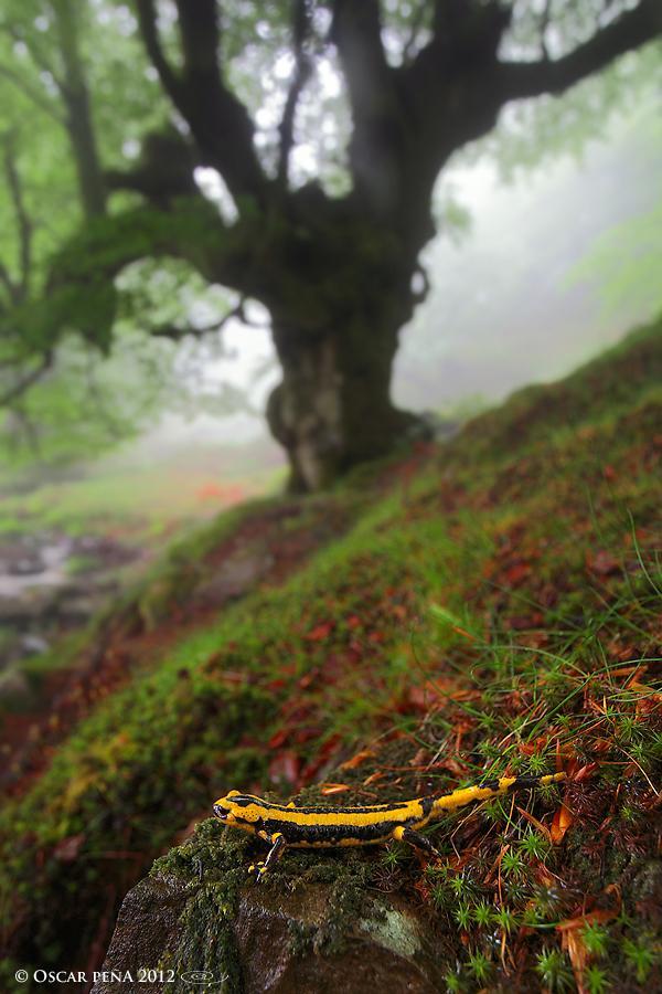 El bosque protector (Serie de TV) (2002) FilmAffinity