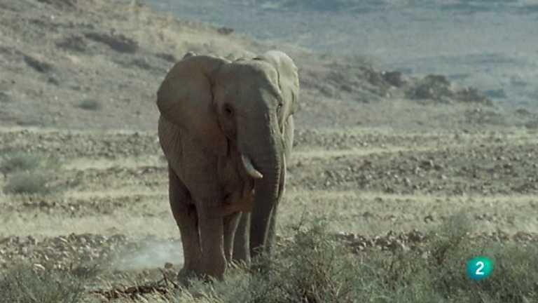 Sección Visual De Elefantes Nómadas Del Desierto Del Namib (TV ...