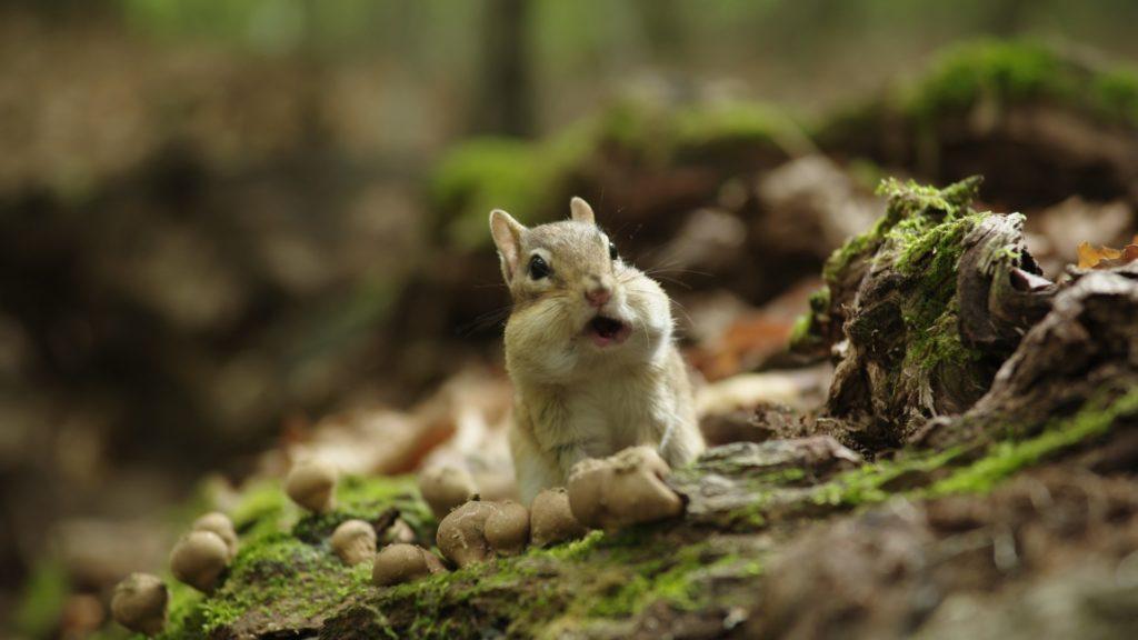 Image gallery for Going Nuts Tales from the Squirrel World FilmAffinity