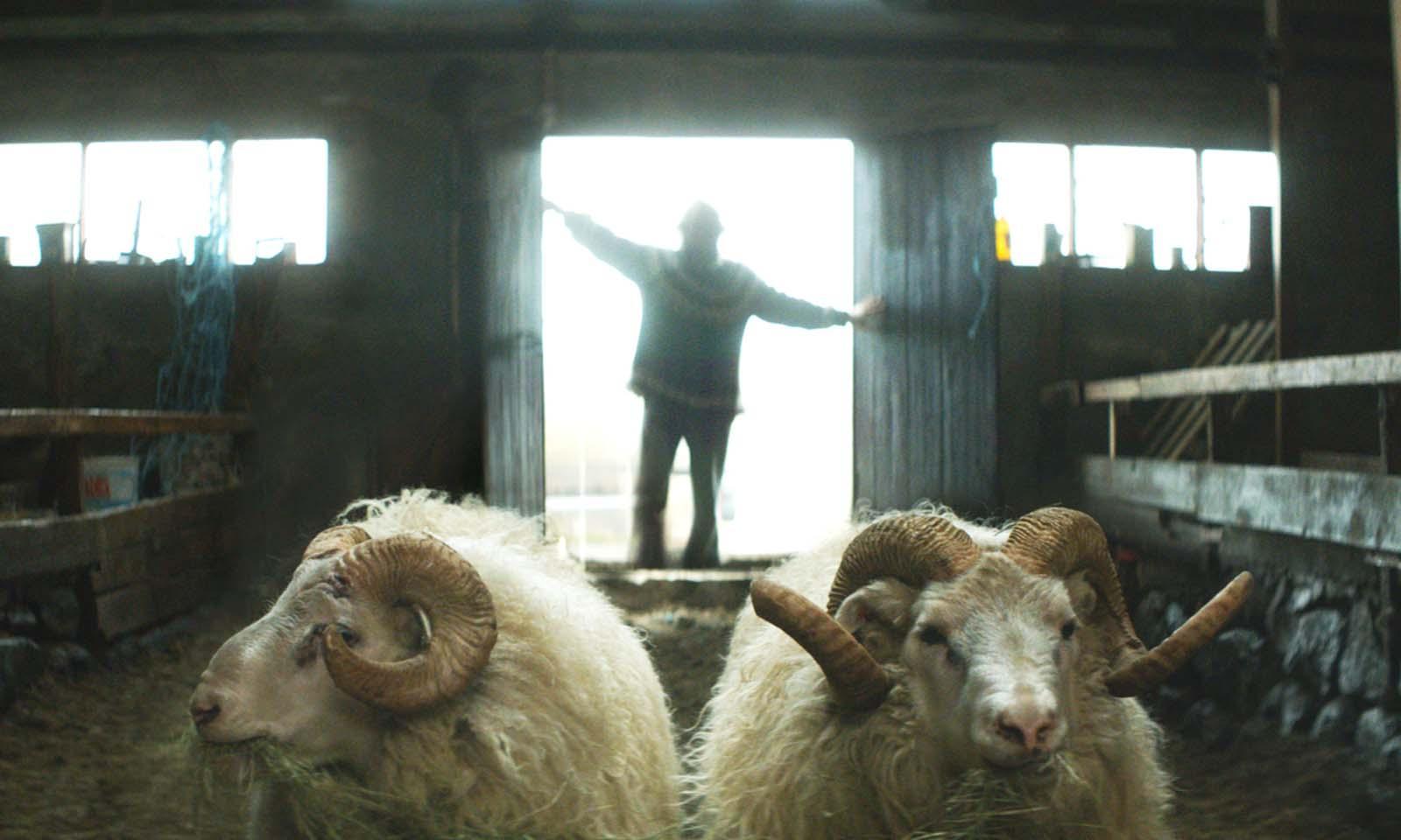 Rams (El valle de carneros) (2015) - Filmaffinity