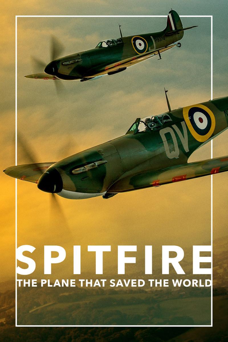 Spitfire тюльпан фото