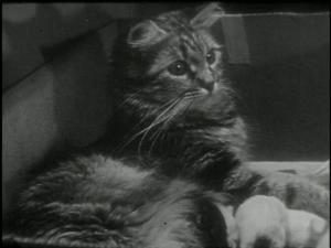 the private life of a cat