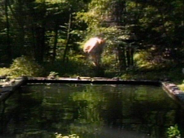 The Reflecting Pool (C) (1979) - Filmaffinity