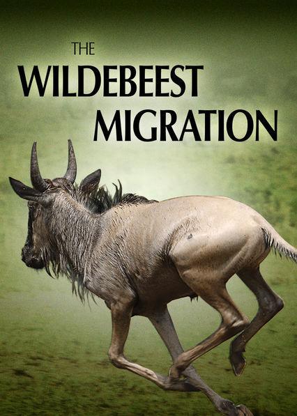 The Wildebeest Migration  - Poster / Imagen Principal
