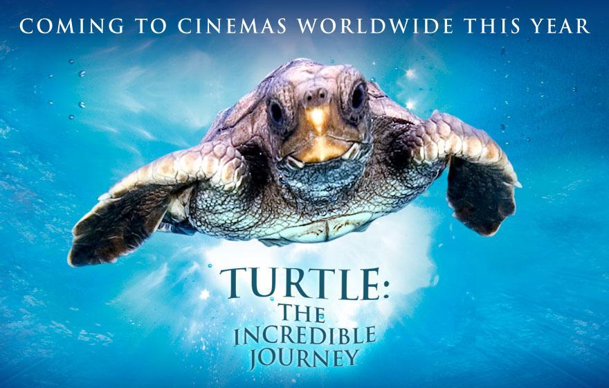 Image Gallery For Turtle The Incredible Journey Filmaffinity