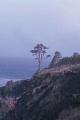 The Tree (S)