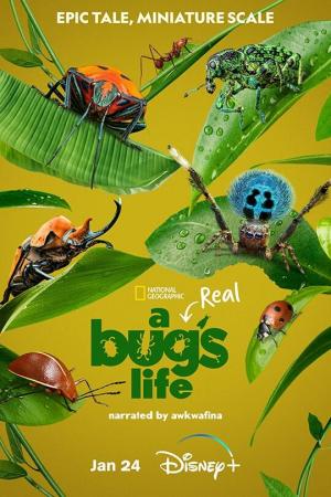 A Real Bug's Life (TV Series)