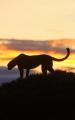 Los cazadores nocturnos de África 