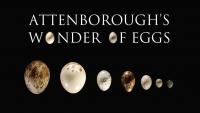 Attenborough's Wonder of Eggs  - Promo