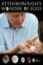 Mundo natural: Attenborough y la maravilla de los huevos de ave 