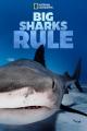 Big Sharks Rule 
