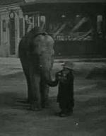 Bout de Zan vole un éléphant (S) (C)