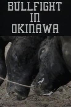 Bullfight in Okinawa (S)