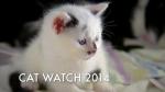 Cat Watch: The New Horizon Experiment (Miniserie de TV)