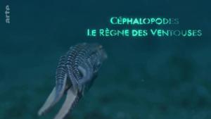 Cefalópodos, el reino de las ventosas (TV)
