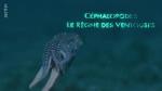 Cefalópodos, el reino de las ventosas (TV)