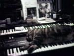 Chat écoutant la musique (C)