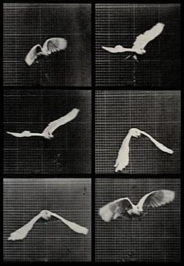 Cockatoo Flying (C)