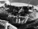 Crabes et crevettes (C)