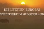Los últimos caballos salvajes de Europa 