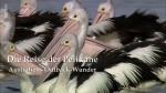 Die Reise der Pelikane: Australiens Outback-Wunder (TV)