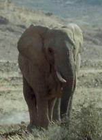 Elephant Nomads of the Namib Desert (TV)