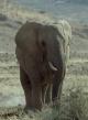 Elefantes nómadas del desierto del Namib (TV)