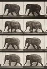 Elephant walking (S)