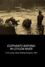 Elephants Bathing in Ceylon River (S)