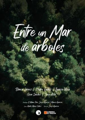 Entre Un Mar De Árboles (C)