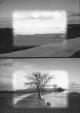 Field Studies (C)
