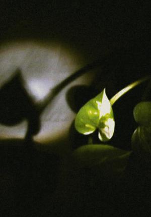 Floating Leaf (C)