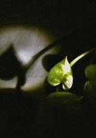 Floating Leaf (C) - Poster / Imagen Principal