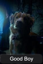 Good Boy 