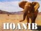 Hoanib: Los secretos de los elefantes del desierto (TV)