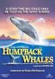 Humpback Whales 