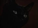 El gato negro 