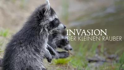 Invasion der kleinen Räuber 