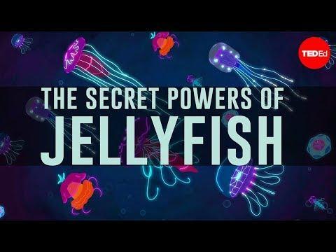 Jellyfish Predate Dinosaurs. How Have They Survived So Long? (S)