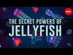 Jellyfish Predate Dinosaurs. How Have They Survived So Long? (C)
