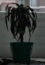 La planta (C)