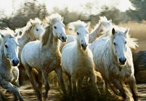 A Dream of Wild Horses (S)