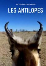 Antelopes (S)