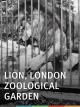 Lions, Jardin zoologique, Londres (S)