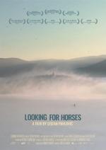 Looking for Horses 